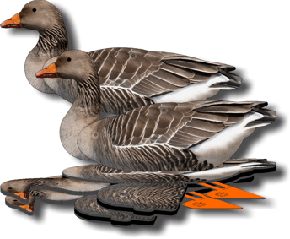 (FUD-GL) Комплект из 6 шт. складных чучел серого гуся NRA FUD Greylag (Австралия-США)